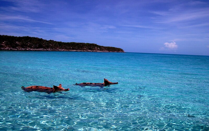 Two Pigs Swimming