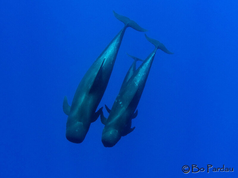 Two Pilot Whales