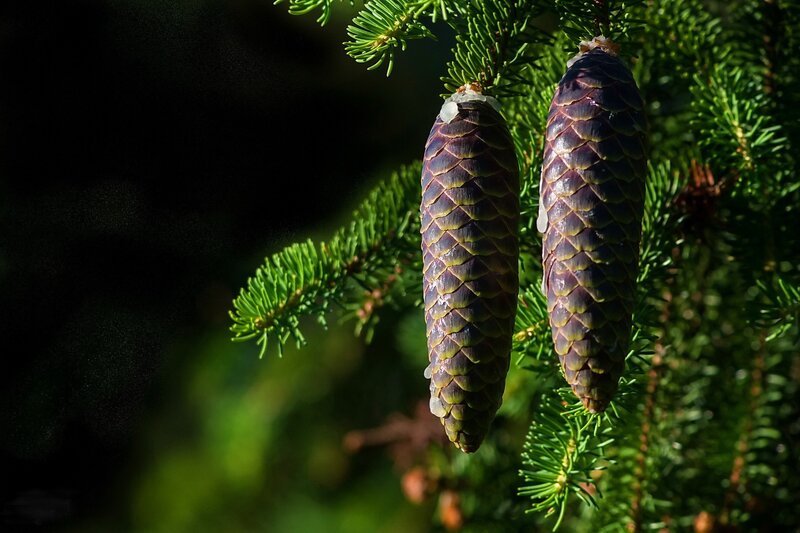 Two Pine Cones on Branch — Green, Dramatic, Afternoon, Photograph