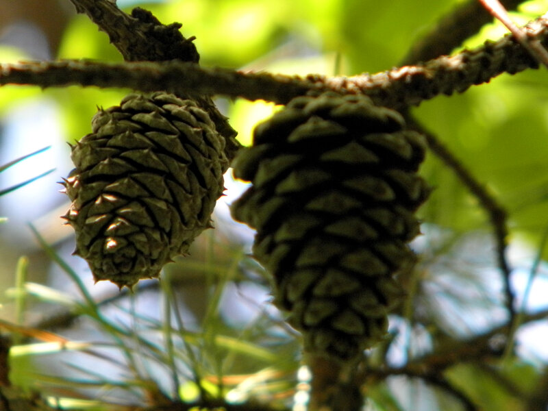 Two Pine Cones on Branch
