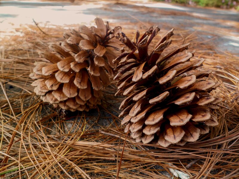 Two pine cones on forest floor