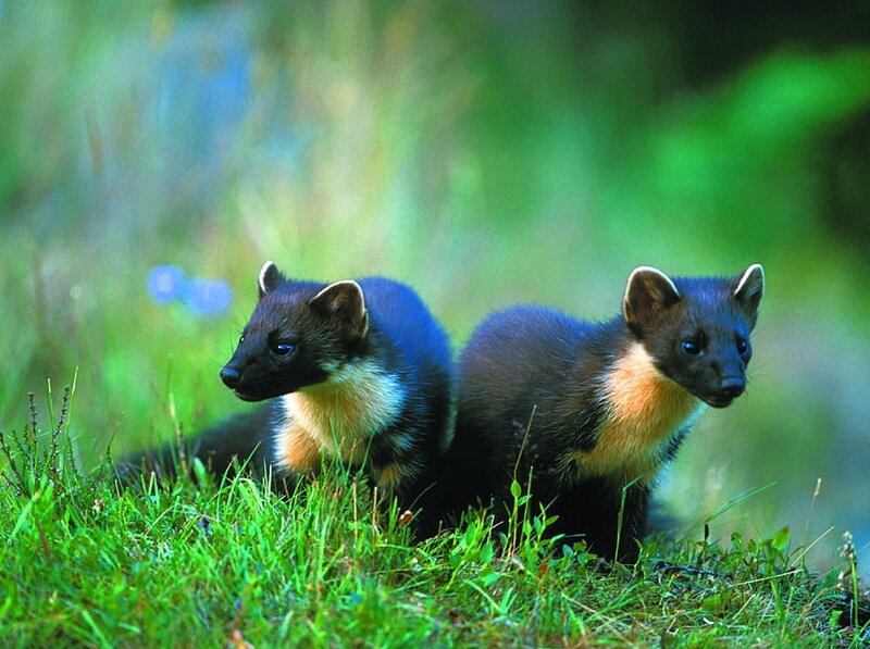 Two Pine Martens