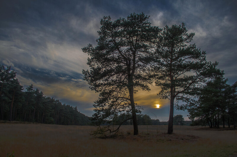 Two Pine Trees in Field
