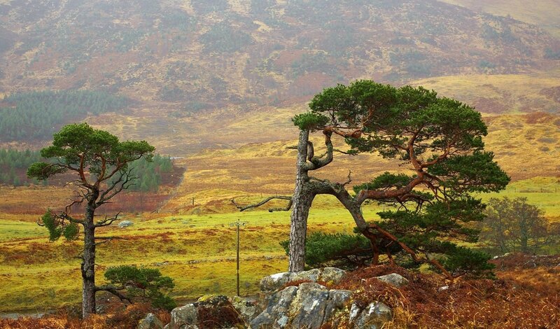 Two Pine Trees on Hillside