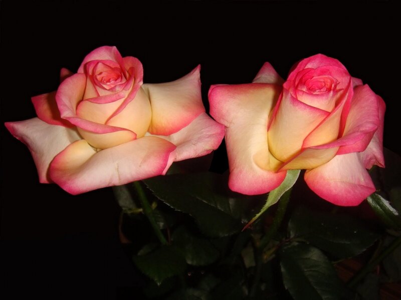 Two Pink and Cream Roses — Dramatic