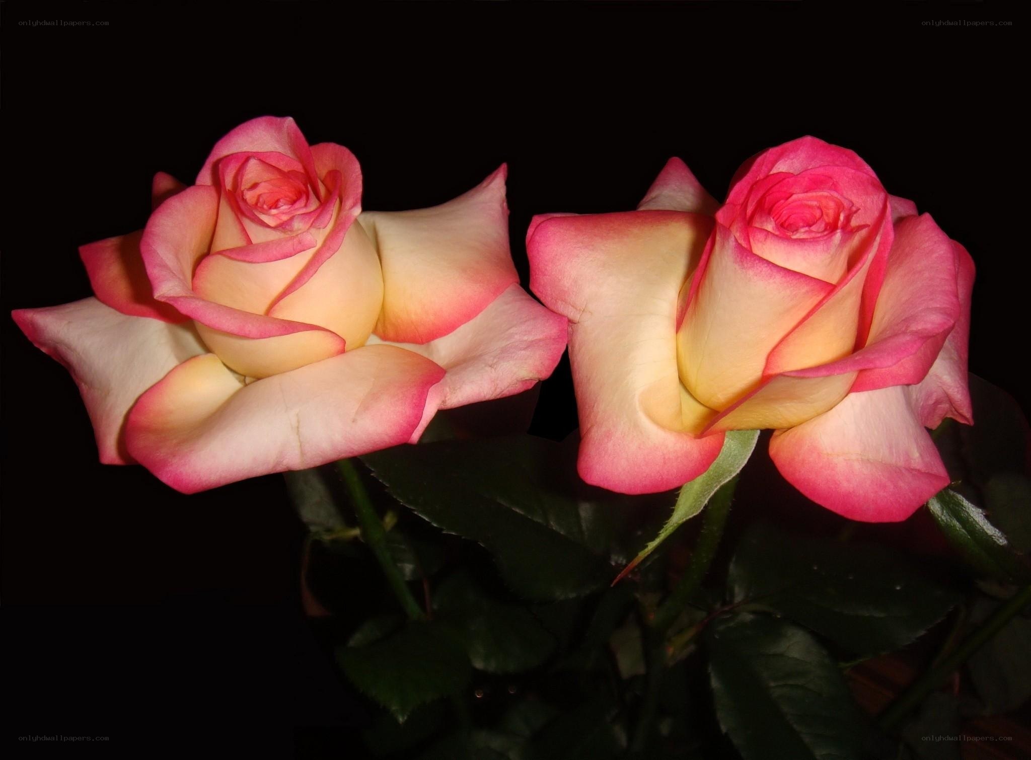 Two pink and cream roses