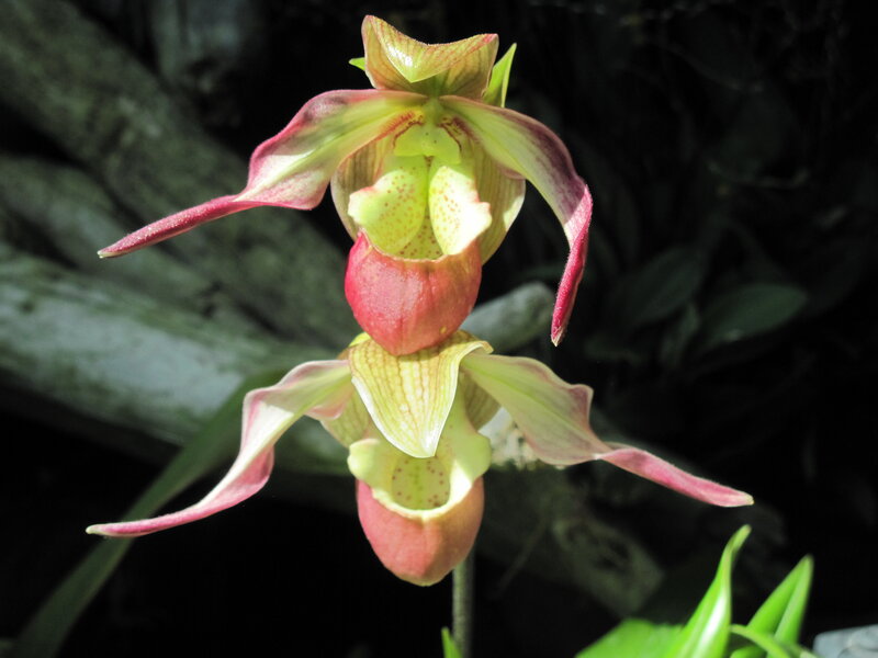 Two Pink and Green Orchids