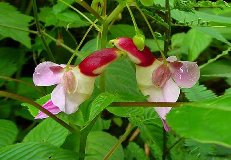 Two Pink and Red Flowers