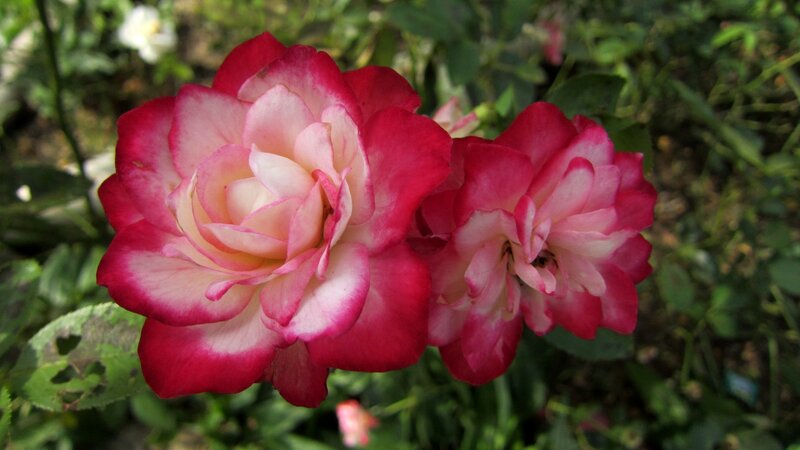 Two Pink and Red Roses