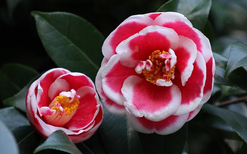 Two Pink and White Camellia Flowers