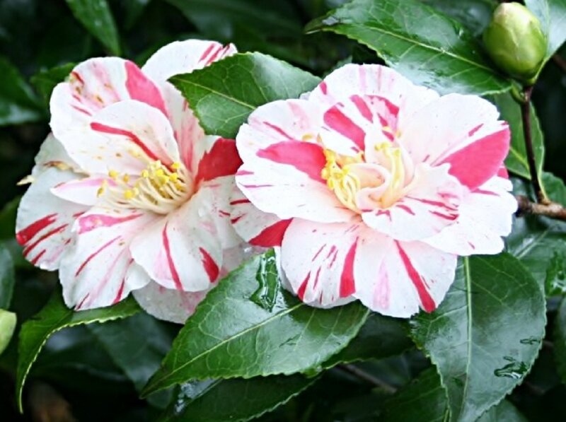 Two Pink-and-white Camellia Flowers — White