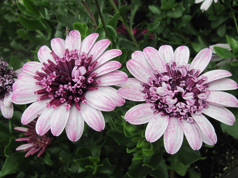 Two Pink-and-white Daisies