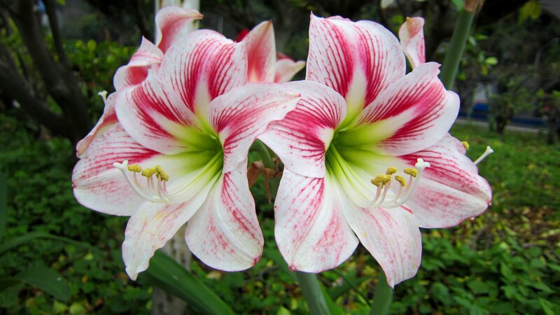 Two Pink and White Flowers — Calm