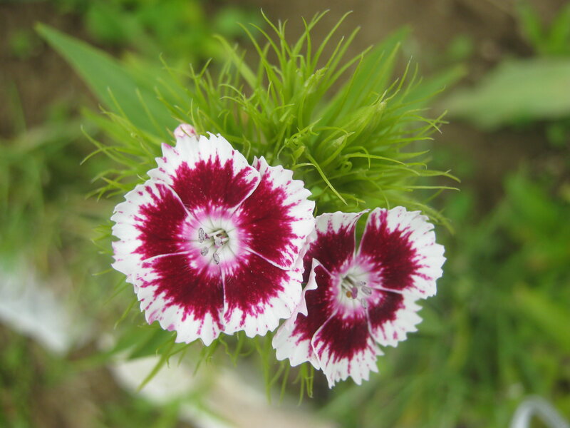 Two Pink and White Flowers
