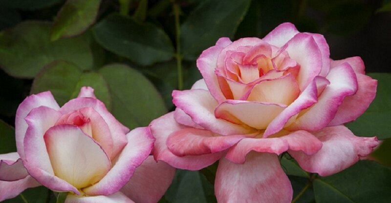 Two Pink and White Roses — Calm
