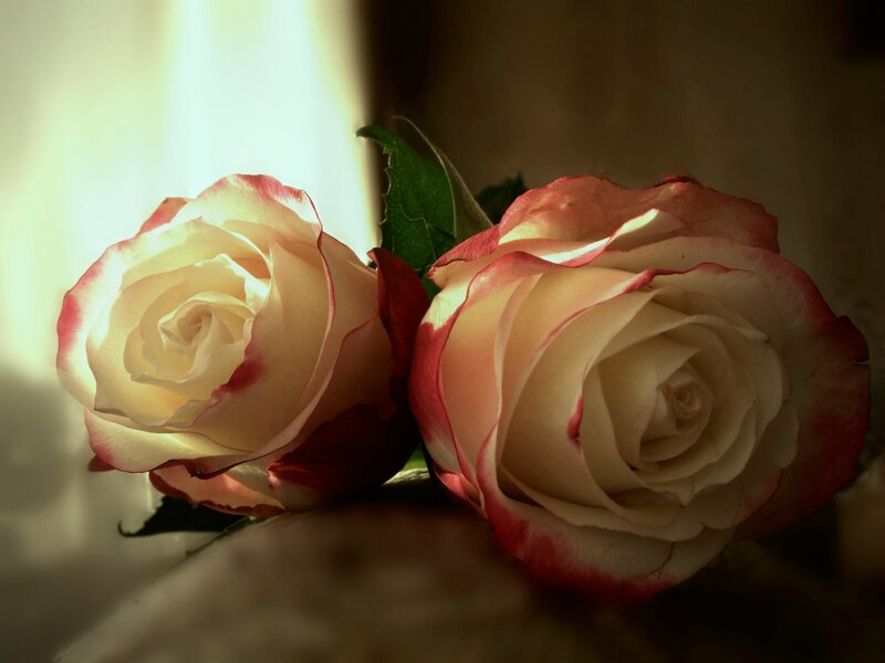 Two Pink and White Roses — Dramatic, Photograph, Green Leaves