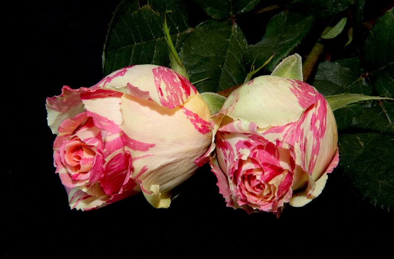 Two Pink and White Roses — Dramatic, Photograph, Leaves, Buds