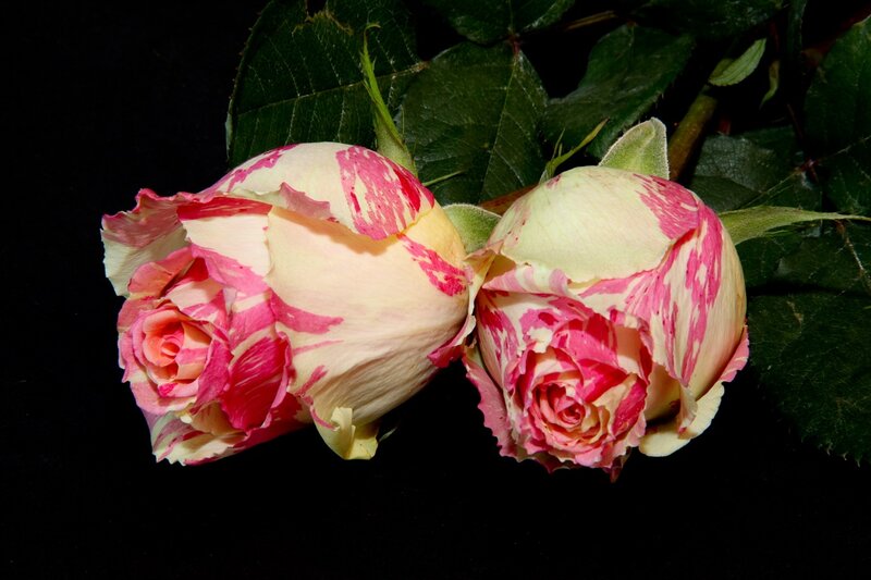 Two Pink and White Roses — Dramatic, Photograph, Leaves