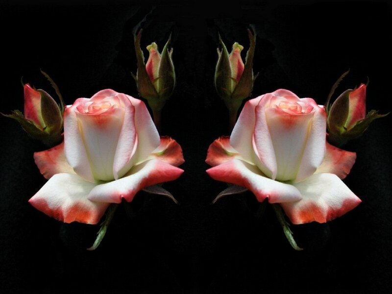 Two Pink and White Roses — Dramatic, Photograph