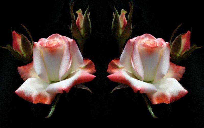 Two Pink and White Roses — Dramatic