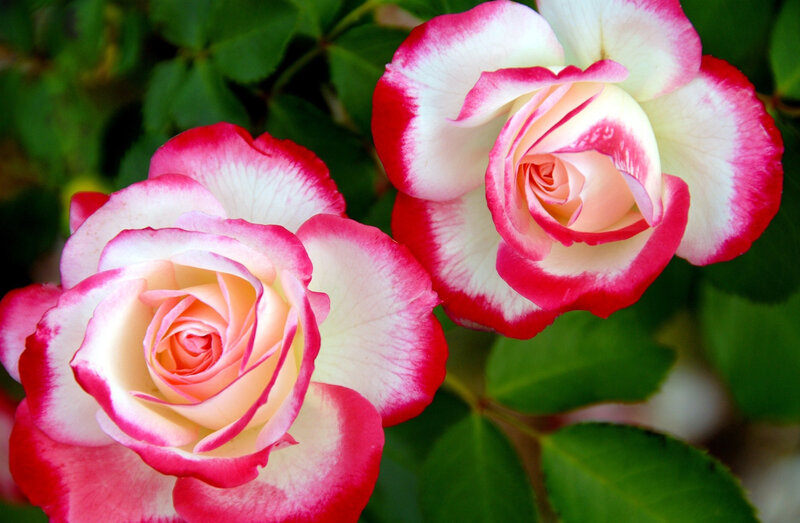 Two Pink-and-white Roses — Pink, Calm, Spring