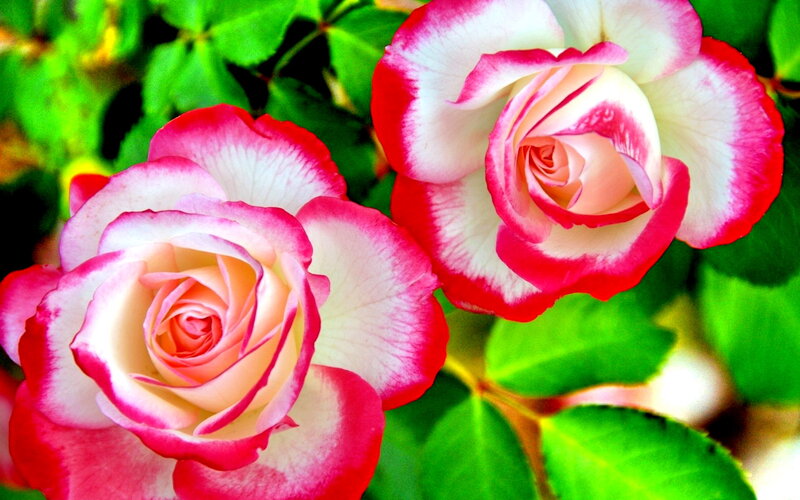 Two Pink-and-white Roses — Pink, Calm