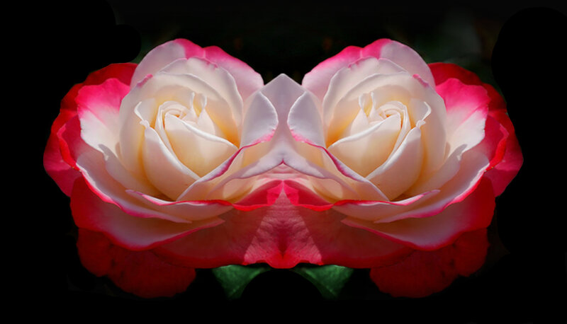 Two Pink-and-white Roses — Pink