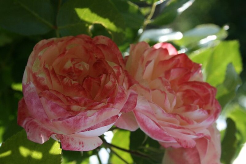 Two Pink and White Roses — Serene, Afternoon