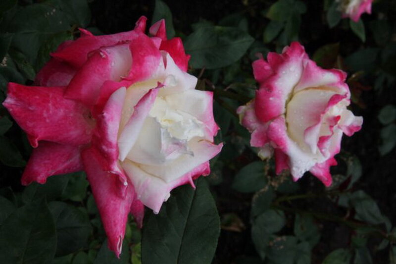 Two Pink and White Roses — Serene, Photograph