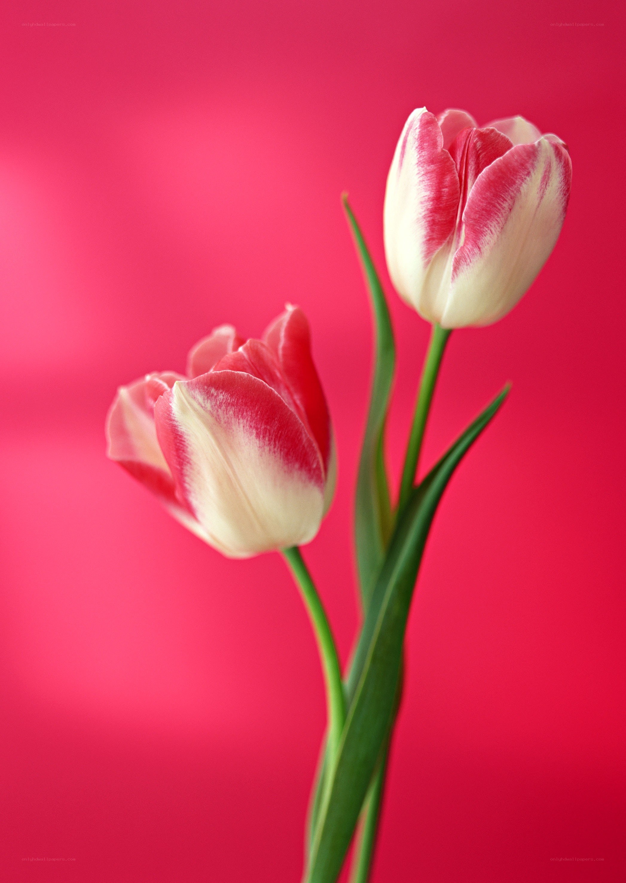 Two pink and white tulips
