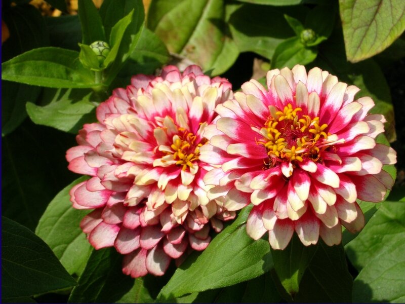 Two Pink and White Zinnia Flowers