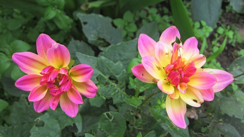 Two Pink and Yellow Dahlias