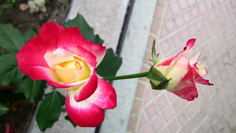 Two Pink and Yellow Roses — Calm