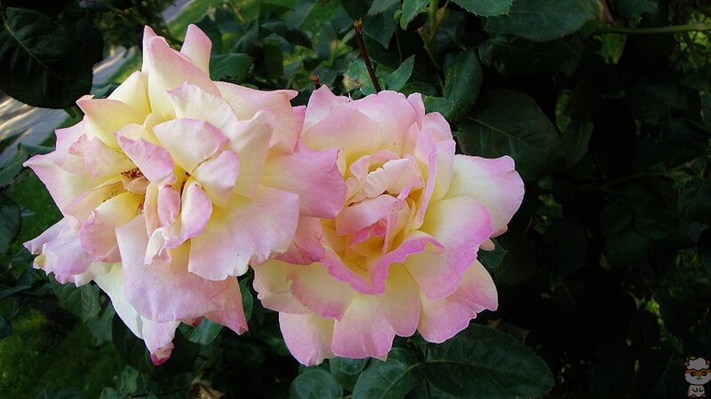 Two Pink and Yellow Roses — Serene, Afternoon