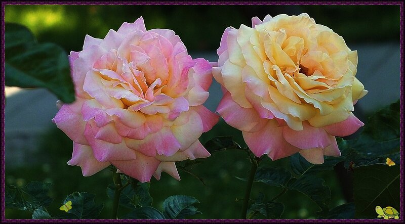 Two Pink and Yellow Roses — Serene