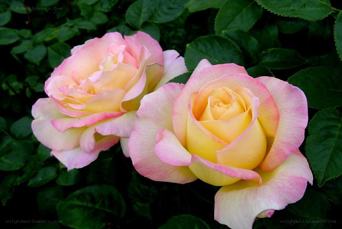 Two pink and yellow roses