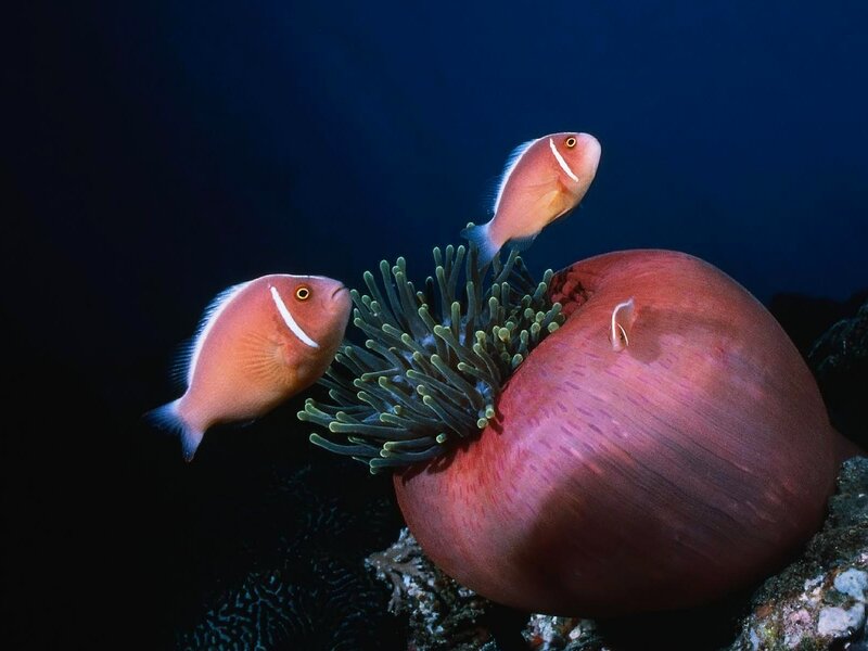 Two Pink Anemonefish — Serene
