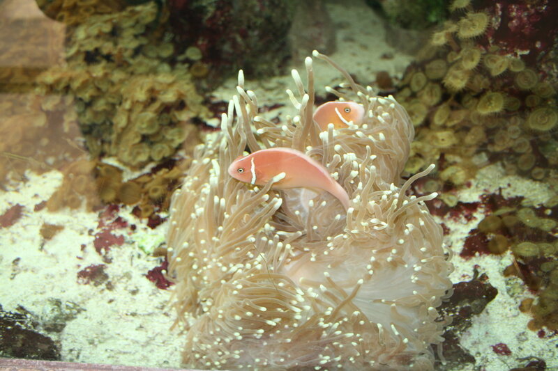 Two Pink Anemonefish