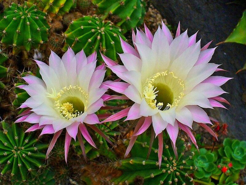 Two Pink Cactus Flowers — Calm