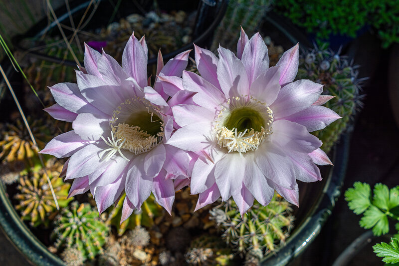 Two Pink Cactus Flowers — Serene, Afternoon