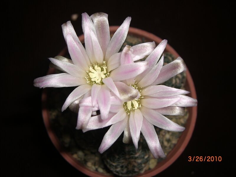 Two Pink Cactus Flowers — Serene