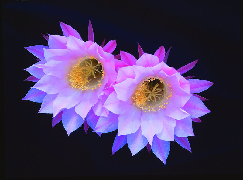 Two pink cactus flowers