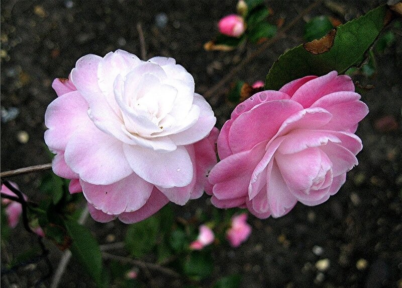 Two Pink Camellia Flowers — Calm, Photograph, Green Leaves