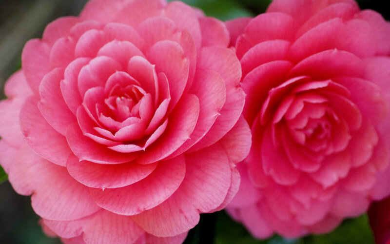 Two Pink Camellia Flowers — Calm, Photograph