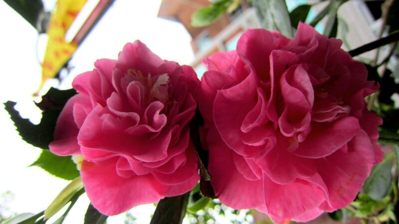 Two Pink Camellia Flowers — Calm