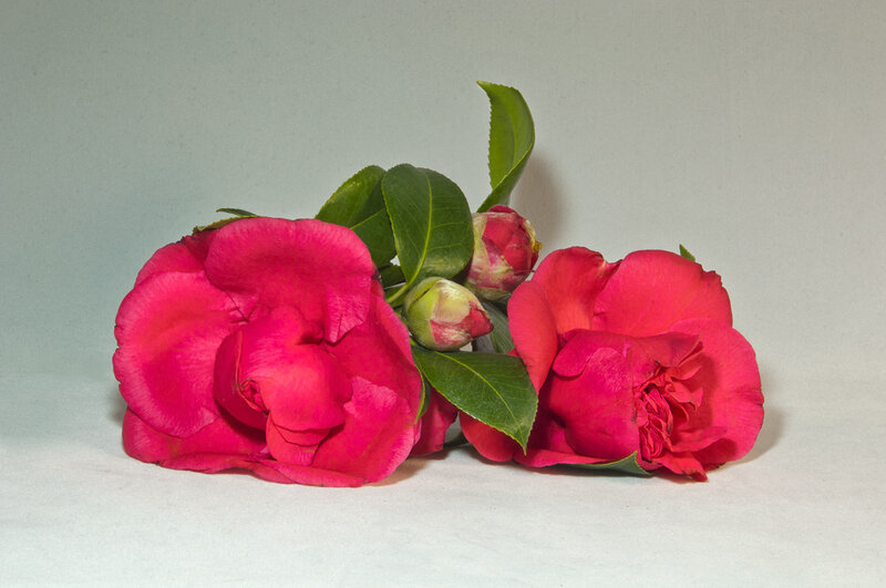 Two Pink Camellia Flowers