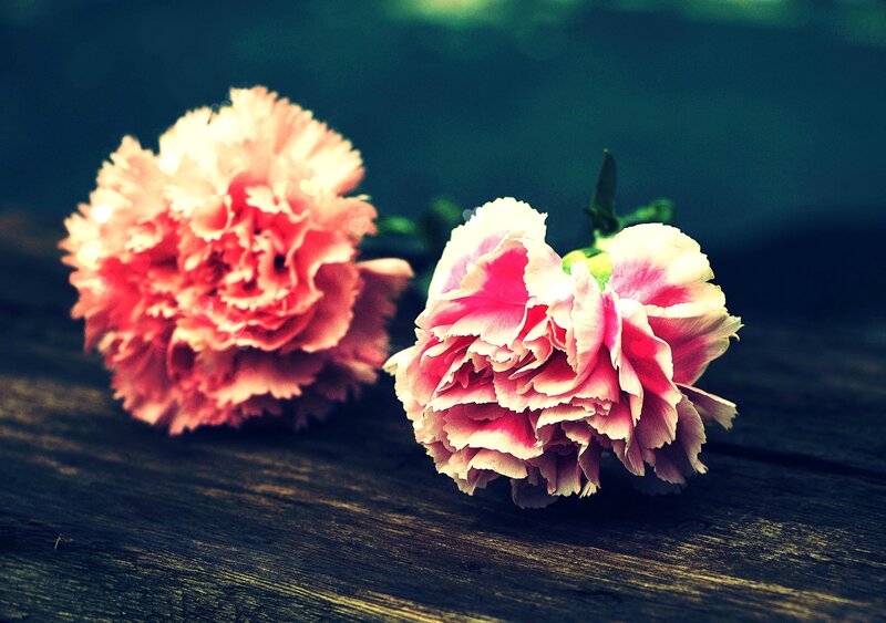 Two Pink Carnations — Calm