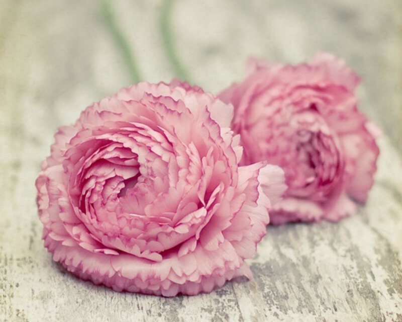 Two Pink Carnations — Serene, Photograph