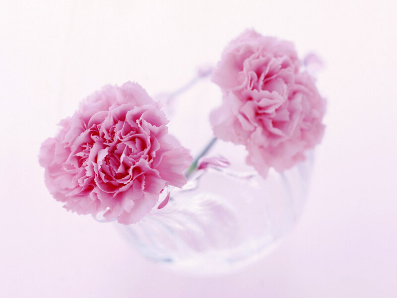 Two Pink Carnations — Serene