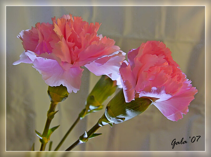Two Pink Carnations